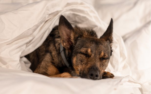 14 hot&eacute;is de luxo que s&atilde;o pet-friendly