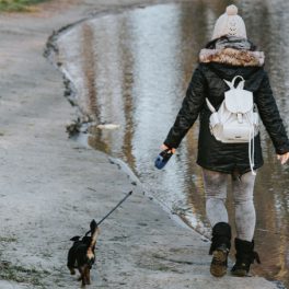 4 dicas para ajudar os animais de estima&ccedil;&atilde;o a adaptarem-se ao hor&aacute;rio de inverno