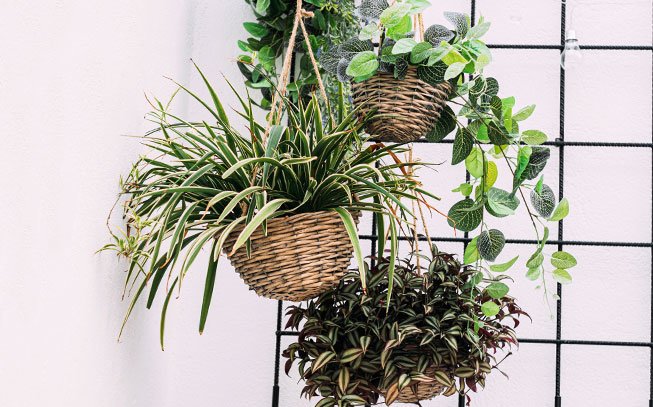 cuidar das plantas de casa